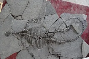 Phát hiện hóa thạch rùa tiền sử khổng lồ ở Trung Quốc