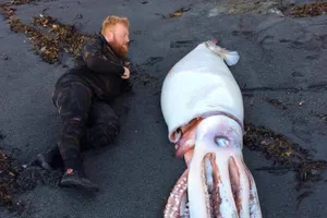 Mực khổng lồ bất ngờ dạt vào bờ biển New Zealand