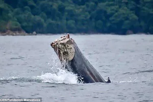 Chú cá voi sống sót kỳ diệu sau khi mất cả chiếc đuôi