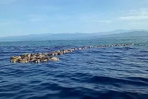 Phát hiện hàng trăm rùa biển quý hiếm chết không rõ nguyên do