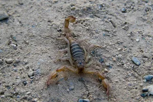 Rùng mình với lễ hội cho trẻ nhỏ chơi đùa cùng bọ cạp