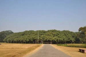 Chiêm ngưỡng cây đa khổng lồ, lớn bằng một khu rừng