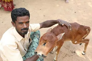 Con bê đột biến gen có 2 mũi, 3 mắt