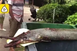 Cho cá ăn ở hồ công cộng, bé 9 tuổi bị cá sấu tấn công