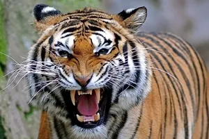 Thợ săn hàng đầu Ấn Độ được thuê giết con hổ ăn thịt 13 người