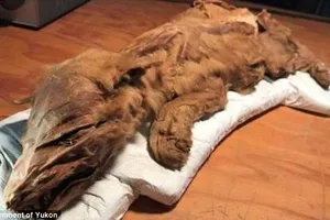 Khai quật xác ướp 2 sinh vật thời tiền sử 50.000 năm tuổi