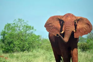 Kinh hoàng voi vườn thú giẫm chết nữ du khách