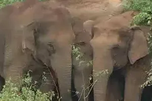 Xúc động cảnh voi mẹ cố gắng hồi sinh con