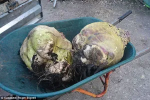 Hoảng hồn với củ cải lớn nhất thế giới