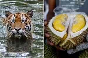 Loài hổ quý hiếm ở Malaysia bị đe dọa bởi... sầu riêng