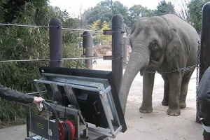 Thích thú với chú voi biết giải toán trên máy tính bảng