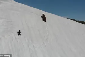 Gấu con không bỏ cuộc trước đỉnh núi tuyết gây bão mạng