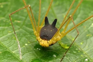 Phát hiện loài nhện đầu chó kỳ dị