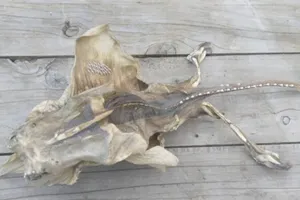 Phát hiện sinh vật kỳ lạ dạt vào bờ biển New Zealand