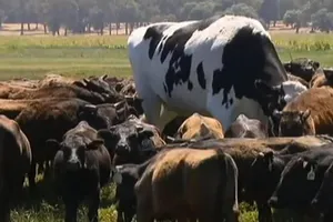 Chú bò may mắn nhất thế giới: Không phải vào lò mổ vì quá khổ