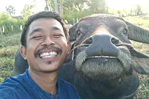 Nguy cơ dính vào vòng lao lý từ bức ảnh chụp với trâu