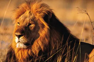 Sư tử xổng chuồng, vồ chết nữ thực tập sinh