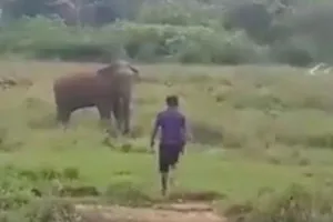 Cố thôi miên voi hoang dã, người đàn ông bị quật chết