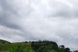 Choáng với cơn mưa nhền nhện ở Brazil