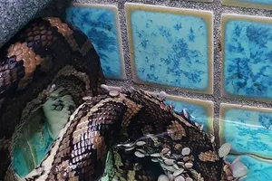 Ớn lạnh trăn bị 500 con bọ ve bu kín