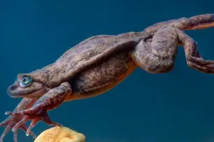 Chú ếch cô đơn 10 năm cuối cùng đã có bạn tình