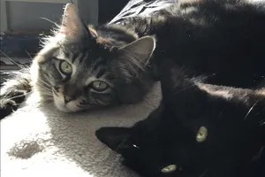 Chi 35 triệu đồng mỗi tháng thuê nhà cho mèo 'ra riêng'