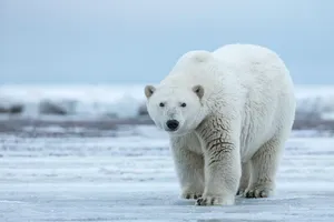 Thị trấn Nga bị gấu Bắc Cực xâm lăng