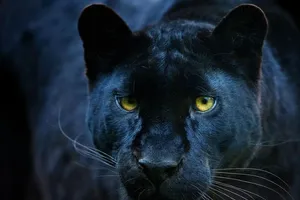 Phát hiện loài báo 100 năm mới ló dạng ở châu Phi