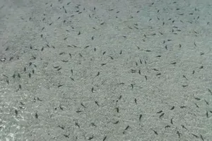 Kì lạ hàng trăm con cá mập 'tụ tập' cạnh bờ biển