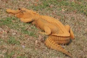 Kinh hãi cá sấu 'cam bí ngô' bò khắp Nam Carolina