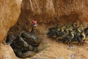 Nín thở xem hai thanh niên giải cứu đàn ngan khỏi trăn 'khủng'