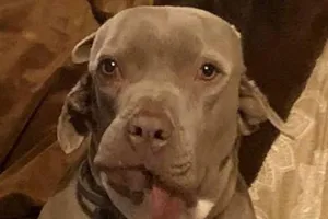 Kỳ lạ cô chó có miệng mọc ra từ tai