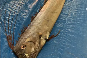 Cá mái chèo dạt vào bờ biển Nhật Bản là điềm báo động đất? ​