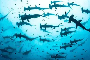 Clip: Hàng trăm con cá mập đầu búa quý hiếm xuất hiện cùng lúc