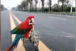 Thú vị xem vẹt đạp xe, trượt patin, làm xiếc