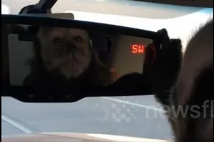 Ngộ nghĩnh khỉ giúp chủ chùi ô tô