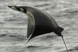 Video: Chiêm ngưỡng loài cá bay tuyệt đẹp của đại dương