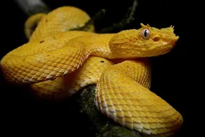 Phát hiện rắn độc quý hiếm có sừng trong hành lý sân bay