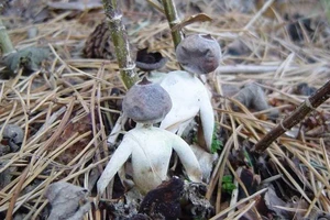 Kinh dị loài nấm mới có hình dạng như người