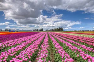 Chiêm ngưỡng cánh đồng hoa tulip đẹp nhất thế giới từ trên cao