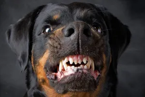 Để chó cắn chết người: Có thể lãnh 14 năm tù