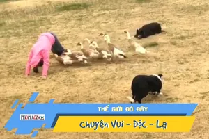 Video: Bầy chó 'lùa' vịt làm trò có một không hai