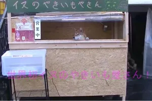 Độc đáo cửa hàng bán khoai được quản lý bởi 1 con chó