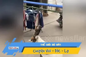Video: Đang trộm cá, mèo bị chó phá đám