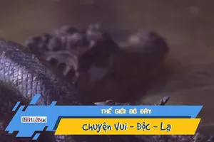 Video: Mải mê săn cua, cá sấu bị trăn khổng lồ nuốt chửng