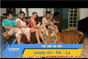 Gia đình nuôi 7 con hổ lớn trong nhà như nuôi mèo