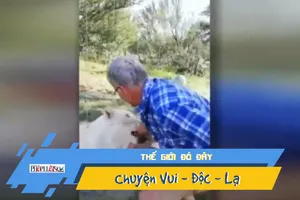 Video: Bị sư tử cắn nát tay vì vượt rào vào ghẹo thú