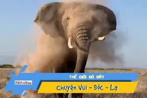 Video: Bạn đã từng thấy voi hắt xì chưa?