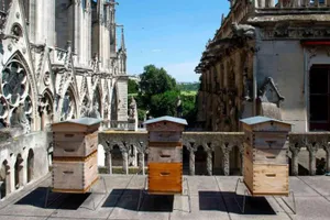 Bầy ong trên đỉnh Nhà thờ Đức Bà vẫn sống sót kỳ diệu 