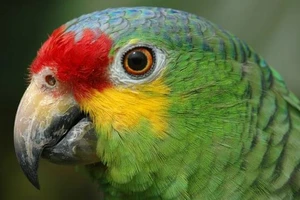 Vẹt bị bắt nhốt vì 'đồng lõa' với tội phạm ma túy